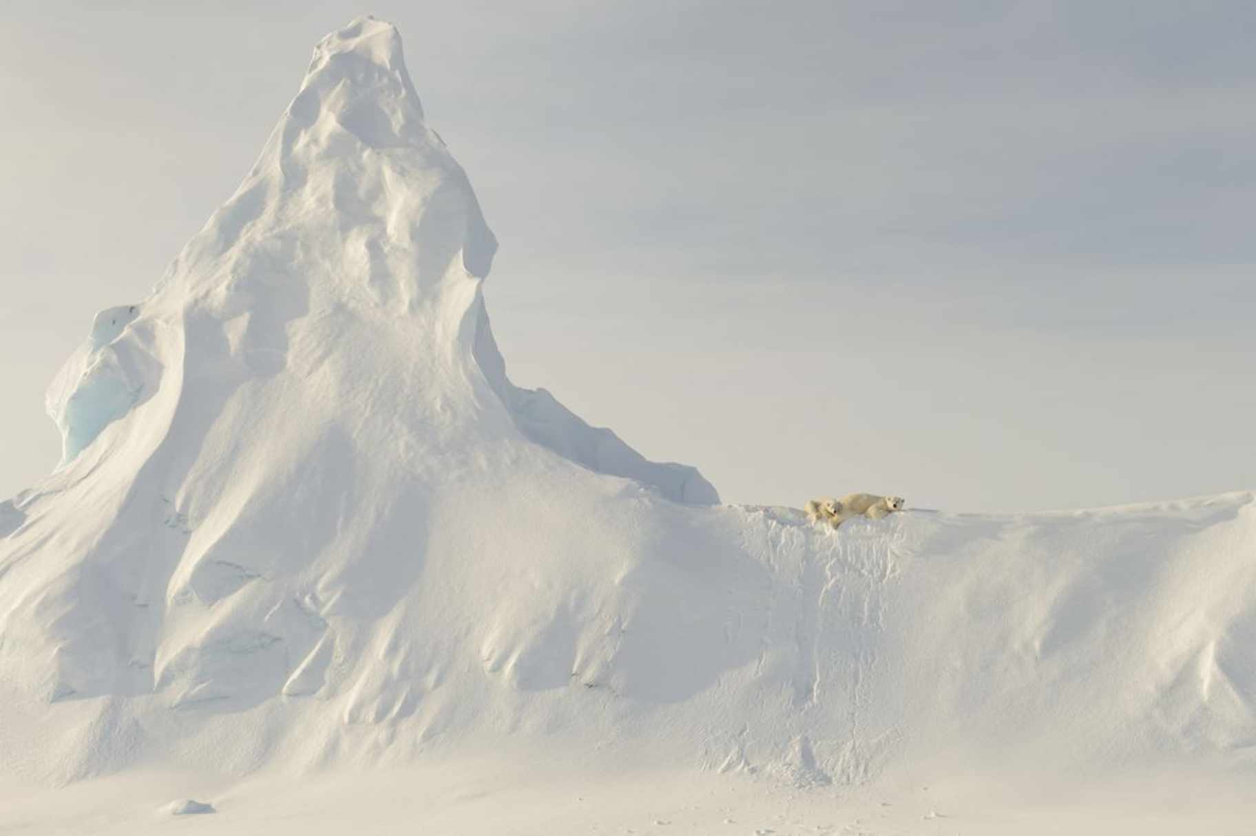 HONORABLE MENTION, NATURE | Bears on a Berg | Photo and caption by John Rollins